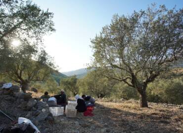 Why Hasbaya Olive Oil Is Some of the Purest in the World